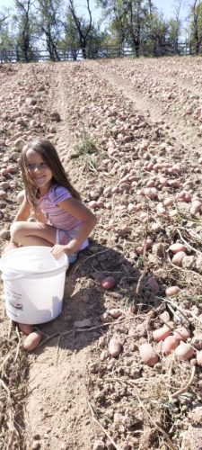 Najbolji-krompir-sa-planine-Rajac-najbolji-krompir-u-srbiji