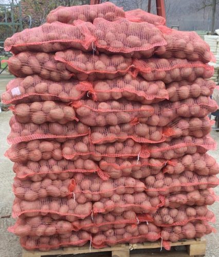 Prodaja-kormpira-restoranima-najujusniji-krompir-sa-planine-rajac-selo-gornji-banjani-Vasovic-gazdinstvo-crveni-i-beli