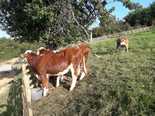Proizvodnja-i-prodaja-svezeg-meleka-Poljoprivredno-Gazdinstvo-Vasovic-Planina-Rajac-Gornji-Banjani-higijena-proizvodnje-mleka-zdravstveno-ispravno-i-kontrolisano