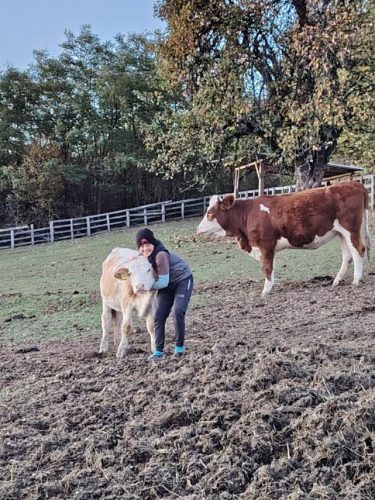 Proizvodnja-i-prodaja-svezeg-meleka-Poljoprivredno-Gazdinstvo-Vasovic-Planina-Rajac-Gornji-Banjani-higijena-proizvodnje-mleka