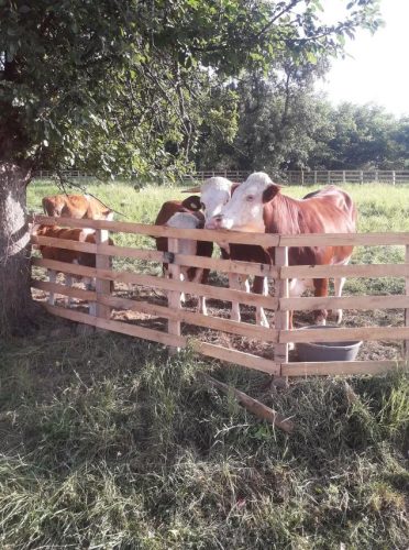 Proizvodnja-i-prodaja-svezeg-meleka-Poljoprivredno-Gazdinstvo-Vasovic-Planina-Rajac-Gornji-Banjani