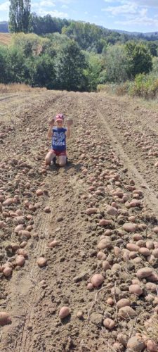 Vasovici-poljoprivredno-gazdinstvo-sadnja-krompira-i-prodaja-na-veliko-prodaja-na-malo