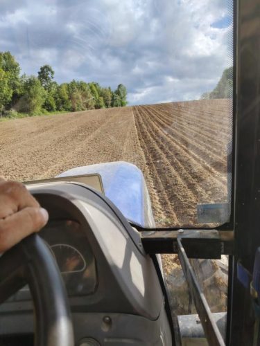 beli-krompir-porodica-vasovic-poljoprivredno-gazdinstvo-prodaja-krompira-cveni-i-beli