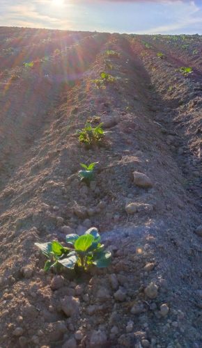 beli-krompir-porodica-vasovic-poljoprivredno-gazdinstvo-vasovici-prodaja-krompira