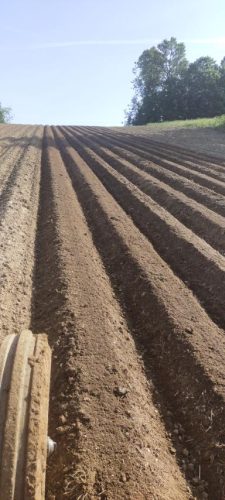 beli-krompir-porodica-vasovic-poljoprivredno-gazdinstvo-vasovici-prodaja-krompira