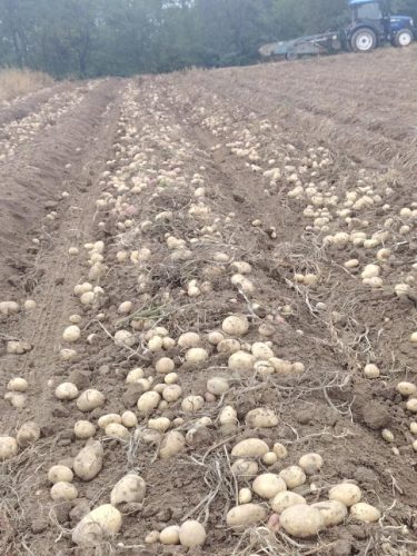 beli-krompir-porodica-vasovic-poljoprivredno-gazdinstvo-vasovici