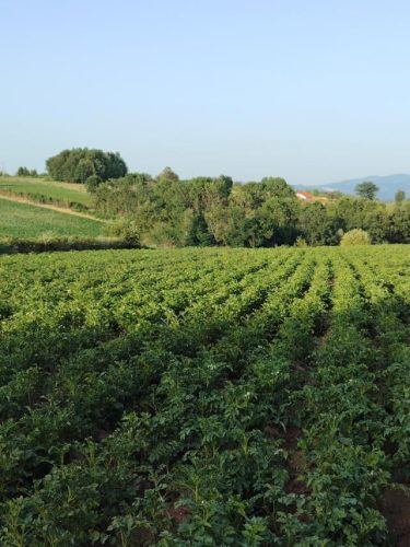 gornji-banjani-crveni-i-beli-krompir