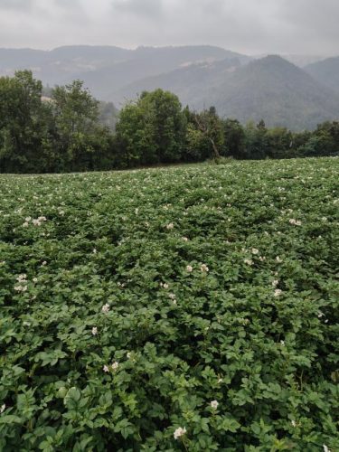 gornji-banjani-proizvodnja-i-prodaja-krompira-na-veliko-porodica-Vasovic