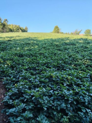 gornji-banjani-rajac-prodaja-beli-krompir-porodica-vasovic-poljoprivredno-gazdinstvo