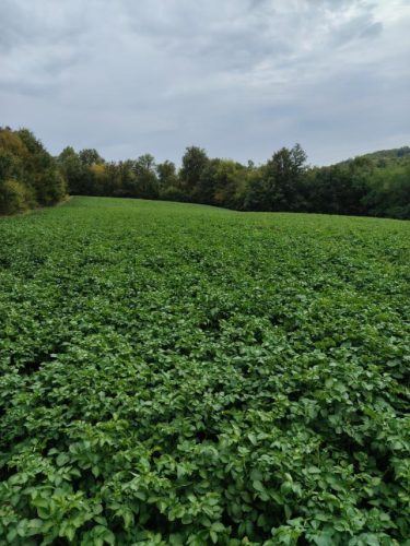 kormpir-beli-prodaja-krompira-na-veliko-Gornji-Banjani