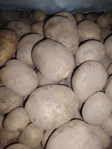 kormpir-beli-prodaja-krompira-na-veliko