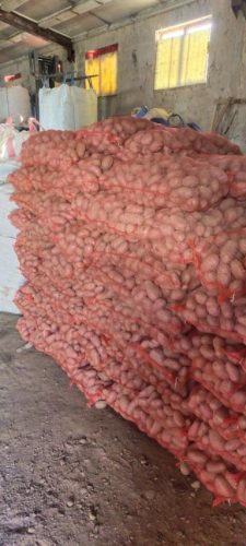 krompir-na-dzakove-prodaja-na-veliko-najjeftiniji-i-najbolji-krompir-sa-planine-Rajac