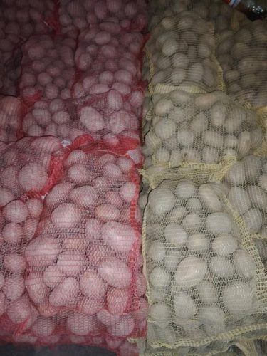 krompir-na-dzakove-vasovic-poljoprivredno-gazdinstvo