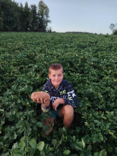 najbolji-krompir-najbolji-ukus-planina-Rajac-podorica-Vasovic