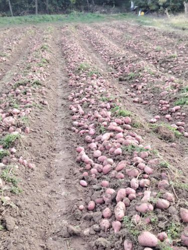 najbolji-krompir-sa-planine-rajac-Gornji-Banjani-prodaja-na-veliko