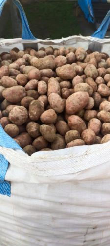 najbolji-krompir-u-Srbiji-prodaja