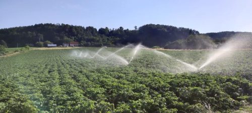 navodnjavanje-krompira