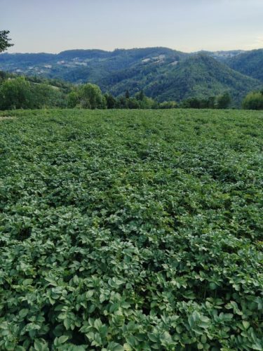 planina-rajac-najbolja-u-srbiji-za-proizvodnju-krompira