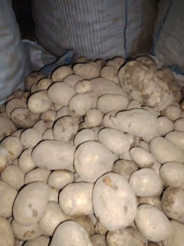 prodaja-krompira-Vasovic-najbolji-krompir