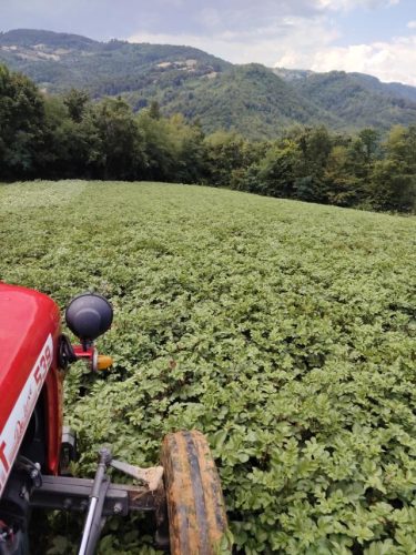 prodaja-krompira-na-veliko-Rajac-Gornji-Banjani-najbolji-krompiz-na-gazdinstvu-Vasovic