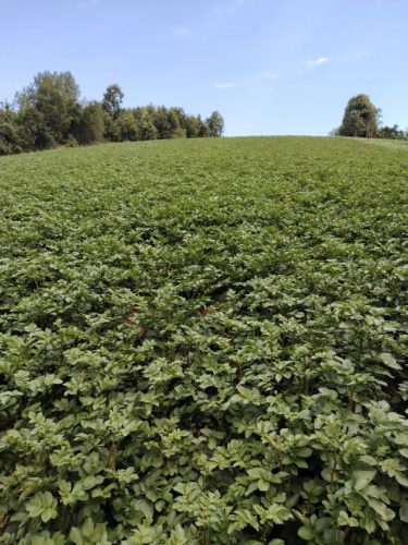 proizvodnja-i-prodaja-krompira-na-veliko-krompir-za-velike-kupce