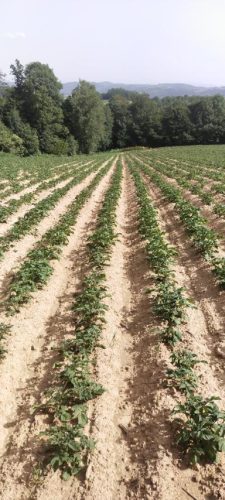 proizvodnja-i-prodaja-krompira-na-veliko-porodica-Vasovic-planina-rajac-gornji-banjani