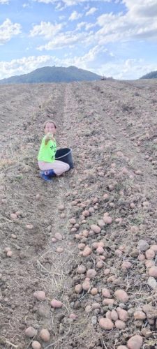 tradicija-u-sadnji-krompira-porodica-Vasovic-gazdinstvo-vasovic