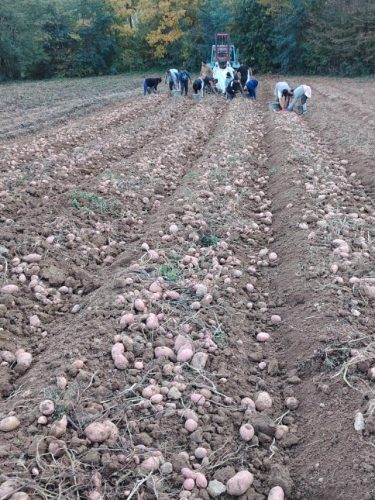 vadjenje-krompira-sa-planine-radac-najbolji-krompir-u-srbiji-najbolje-cene-za-prodaju-krompira