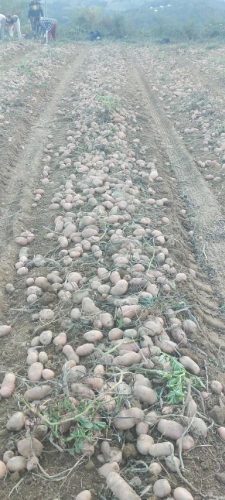 vadjenje-krompira-sa-planine-radac-najbolji-krompir-u-srbiji