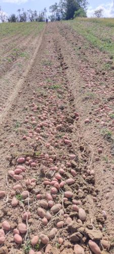 prodaja krompira na veliko gazdinstvo VASOVIC PLANINA RAJAC